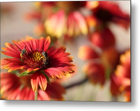 Blanket Flowers Metal Print featuring the photograph Blanket Flowers by Mingming Jiang