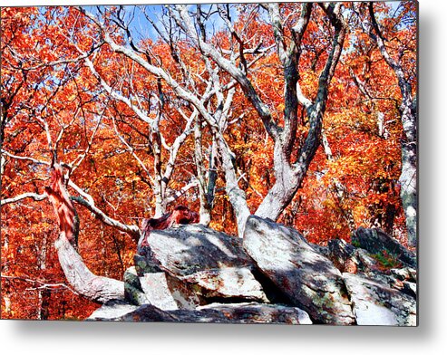 Gray Rocks Metal Print featuring the photograph Blazing Fall Leaves Skyline Dr by The James Roney Collection