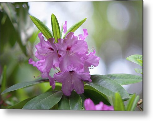 Ericaceae Metal Print featuring the photograph Flowers of Rhododendron Hybrid Milan by Jenny Rainbow