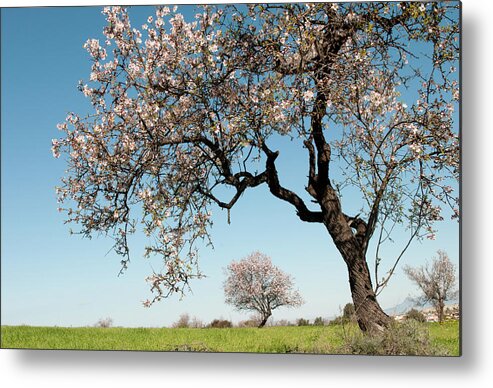 Almond Tree Metal Print featuring the photograph Blooming almond tree with blossoms in Spring on a green field and blue sky. by Michalakis Ppalis