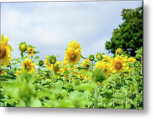 Atlatic Coast Metal Print featuring the photograph Blooming Sunflowers by Alana Ranney