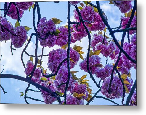 Pink Blossom Metal Print featuring the photograph Blossom In Regents Park by Raymond Hill