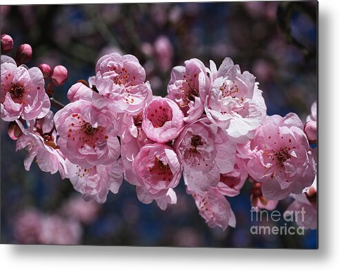 Blossom Metal Print featuring the photograph Blossom Loving Spring by Joy Watson