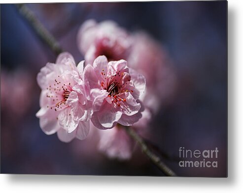 Blossom Pinks Metal Print featuring the photograph Blossom Pinks And Blue by Joy Watson