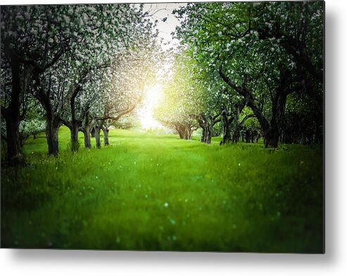  Metal Print featuring the photograph Blossum Heaven by Nicole Engstrom