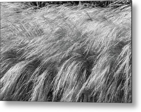 Grass Metal Print featuring the photograph Blowing in the Wind by Mary Anne Delgado