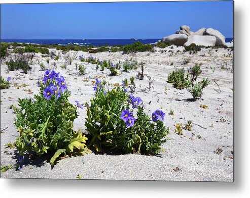 Chile Metal Print featuring the photograph Blue flowers and white sand dunes Chile by James Brunker