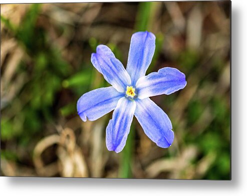 Flower Metal Print featuring the photograph Blue Flower by Amelia Pearn
