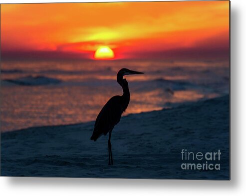 Great Metal Print featuring the photograph Blue Heron Beach Sunset by Beachtown Views