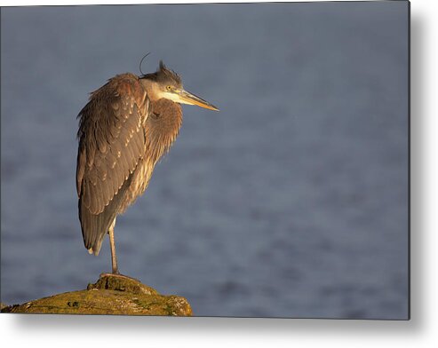 Blue Heron Metal Print featuring the photograph Blue Heron Sunset Horizontal by Michael Rauwolf