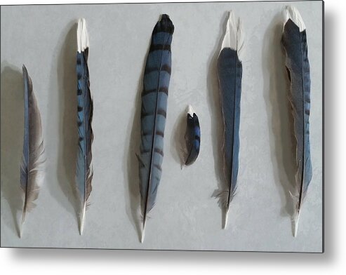 Feathers Metal Print featuring the mixed media Blue Jay Feather Study by Judy Cuddehe