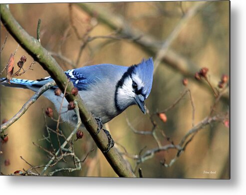 Birds Metal Print featuring the photograph Blue Jay in the Crape Myrtle by Trina Ansel