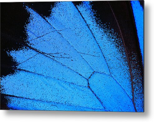 White Background Metal Print featuring the photograph Blue Morpho Butterfly Wing Macro Close Up by Onfokus