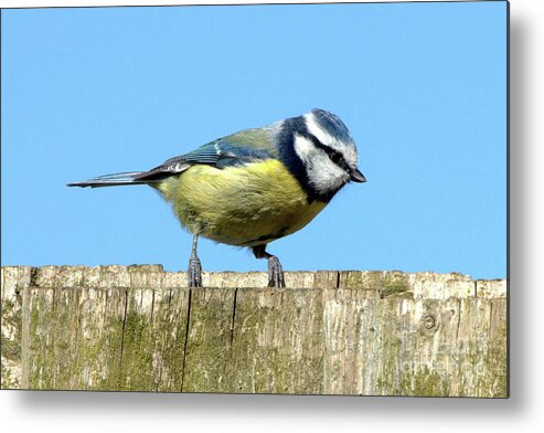 Nature Metal Print featuring the photograph Blue Tit on the Fence by Baggieoldboy