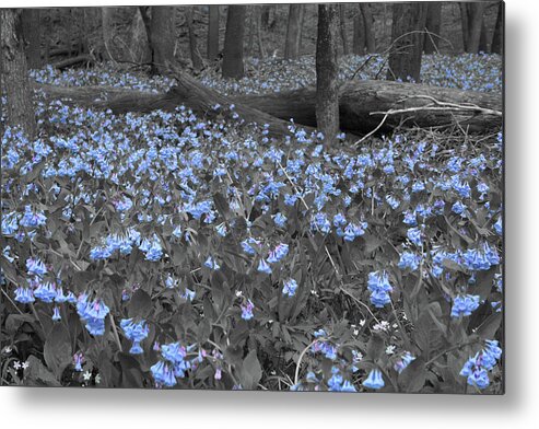 Bluebell Patch Metal Print featuring the photograph Bluebell Patch by Dylan Punke