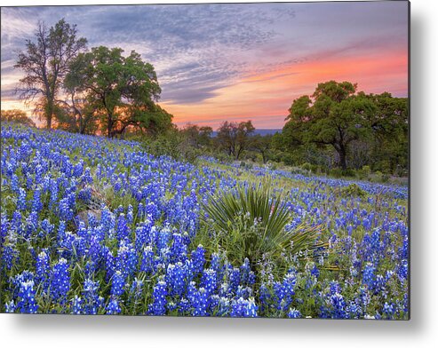 Bluebonnets Metal Print featuring the photograph Bluebonnets under a Texas Sunset 1 by Rob Greebon
