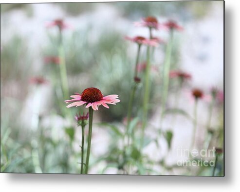 Daisy Metal Print featuring the photograph Blush by Jennifer Camp