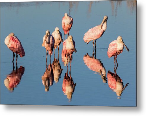 Roseate Spoonbill Metal Print featuring the photograph Board Meeting by Jim Miller