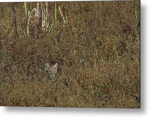 Sequoyah National Wildlife Refuge Metal Print featuring the photograph Bobcat - 5677 by Jerry Owens