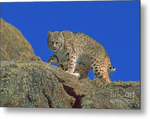 00191429 Metal Print featuring the photograph Bobcat Climbing Boulders by Konrad Wothe