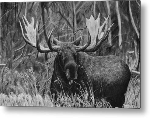 Moose Metal Print featuring the drawing Boreal by Greg Fox