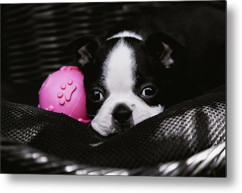 Dog Metal Print featuring the photograph Boston Terrier Puppy with Pink Ball by Jeanette Fellows