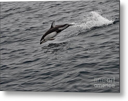 Dolphin Metal Print featuring the photograph Bottle Nose Dolphin Breaching by Amazing Action Photo Video