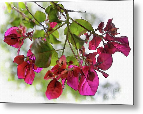 Bougainvillea Metal Print featuring the digital art Bougainvillea Light And Subtle by Kirt Tisdale