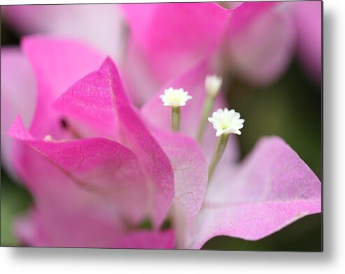 Bougainvillea Metal Print featuring the photograph Bougainvillea by Mingming Jiang