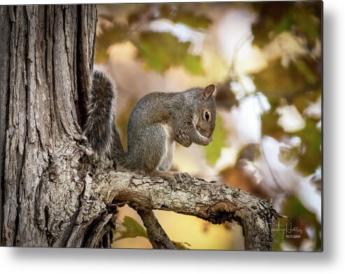 Squirrel Tree Metal Print featuring the photograph Bow Your Head... by Timothy Harris
