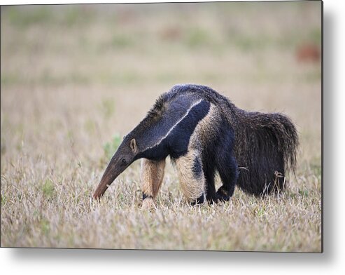 Animal Themes Metal Print featuring the photograph Brazil, Mato Grosso, Mato Grosso do Sul, Pantanal, giant anteater by Westend61