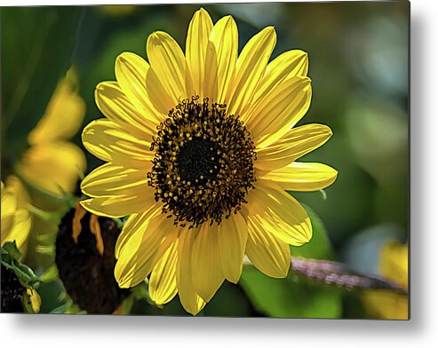 Helianthus Metal Print featuring the photograph Bright and Cheery Sunflower by Debra Martz