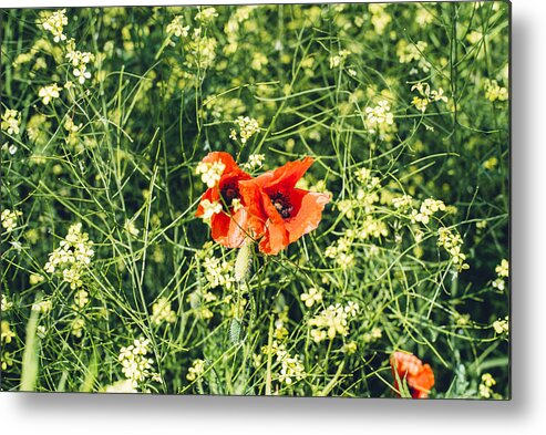 Yellow Metal Print featuring the photograph Bright red poppies in rape plant filed by By Anna Rostova