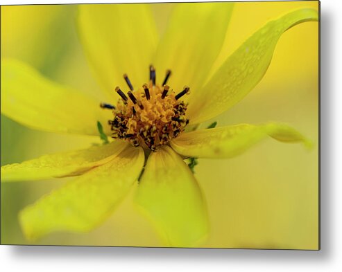 Yellow Metal Print featuring the photograph Bright Yellow Daisy by Karen Rispin