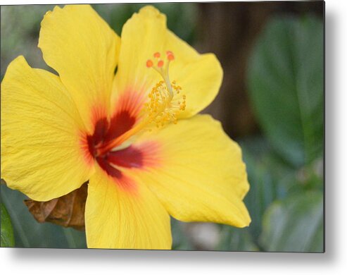 Flower Metal Print featuring the photograph Bright Yellow Hibiscus by Amy Fose