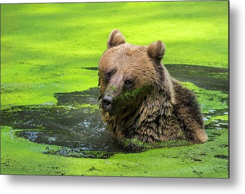 European Brown Bear Metal Print featuring the photograph Brown Bear in Pond by Arterra Picture Library