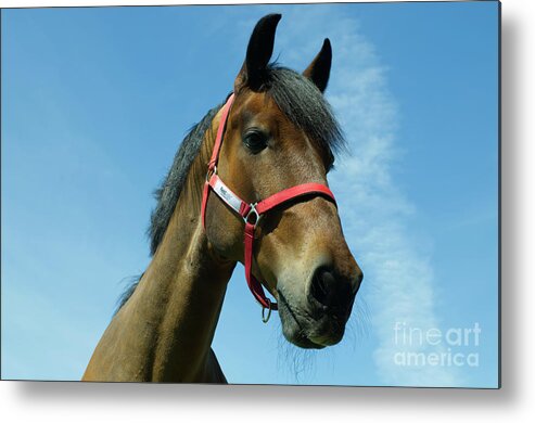 Colt Metal Print featuring the photograph Brown horse by Pics By Tony