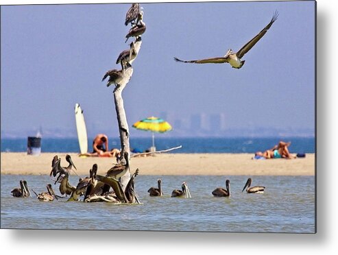 Brown Pelican Metal Print featuring the photograph Brown Pelicans at a beach near Ventura by Tony Mills