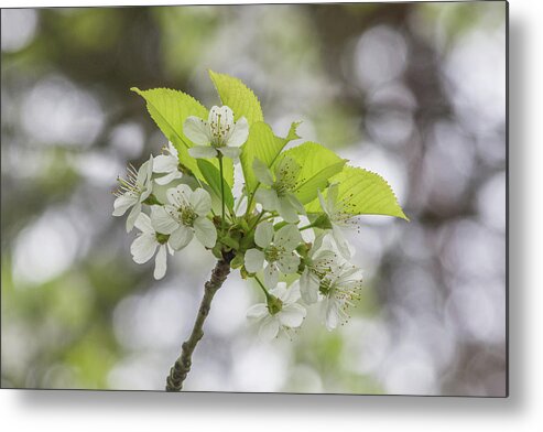 Brunswick Woods Metal Print featuring the photograph Brunswick Woods Leaves Spring 3 by Edmund Peston