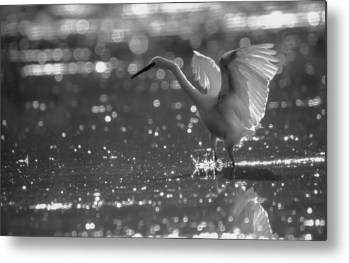Egret Metal Print featuring the photograph Bubble Dance BW by Alistair Lyne