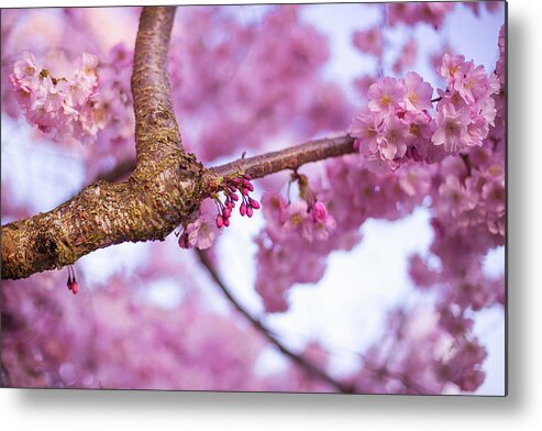 Cherry Blossoms Metal Print featuring the photograph Budding blossoms by Kunal Mehra