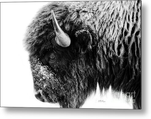 Buffalos Metal Print featuring the photograph Buffalo Black and White Portrait by DB Hayes