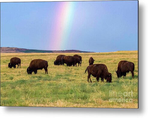 Bison Metal Print featuring the photograph Buffalo Rainbow by Shirley Dutchkowski