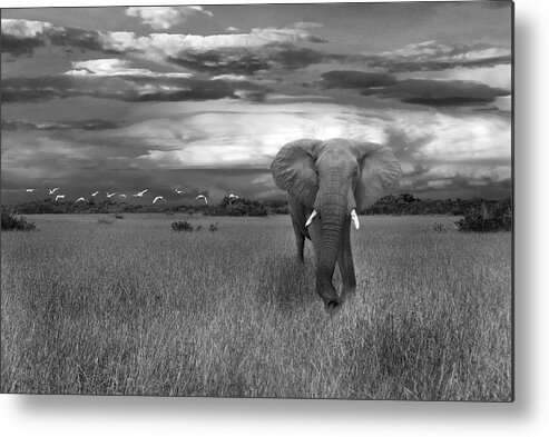 Mammal Metal Print featuring the photograph Bull Elephant by Ed Taylor