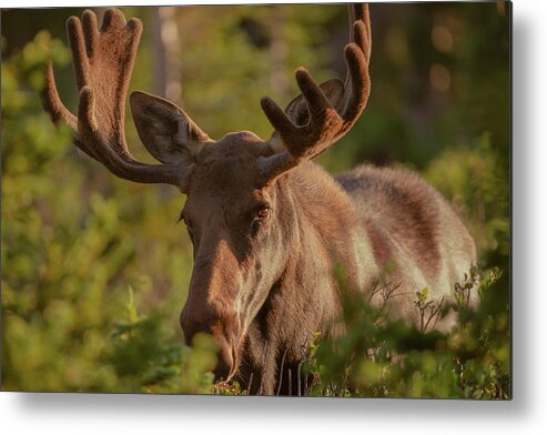 Moose Metal Print featuring the photograph Bull moose greets the rising sun by Gary Kochel