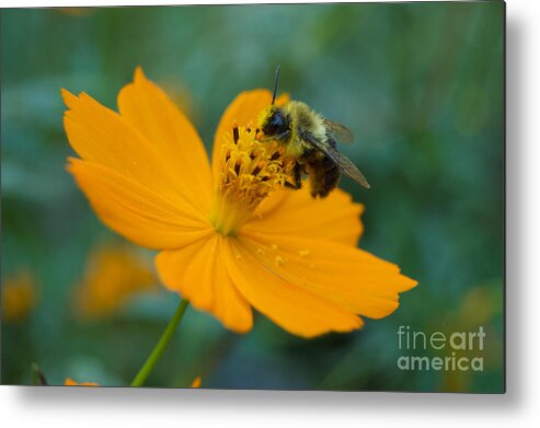 Warm Metal Print featuring the photograph Bumble Bee Gathering Pollen On An Orange Cosmos. by Tom Wurl