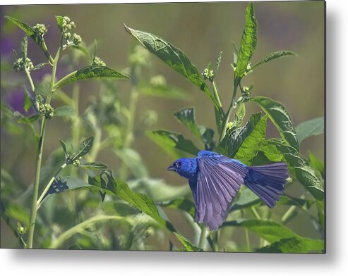 Wildlife Metal Print featuring the photograph Bunting In Flight by Gina Fitzhugh