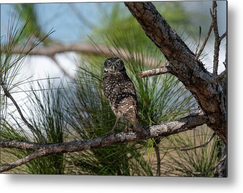 Burrowing Owl Metal Print featuring the photograph Burrowing owl in tree looking straight by Dan Friend