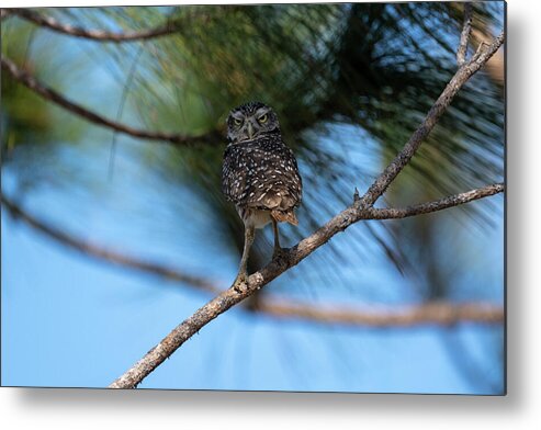 Burrowing Owl Metal Print featuring the photograph Burrowing owl on limb staring by Dan Friend