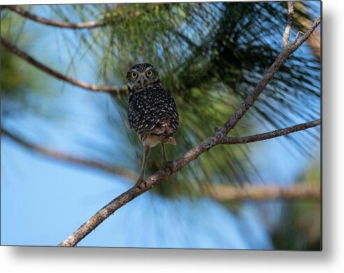 Burrowing Owl Metal Print featuring the photograph Burrowing owl with head swiveled back looking by Dan Friend